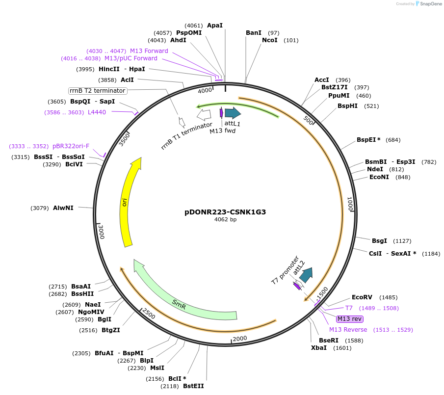 23400-plasmid-map-sequence-id-457346