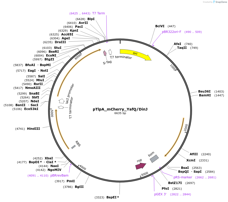 229148-plasmid-map-sequence-id-457351