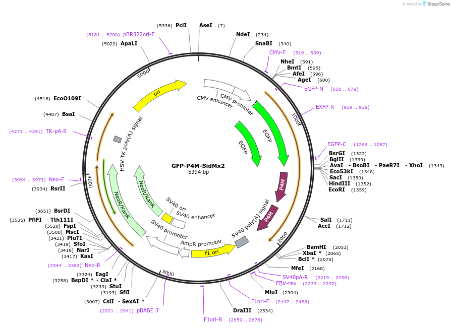 51472-plasmid-map-sequence-id-457352