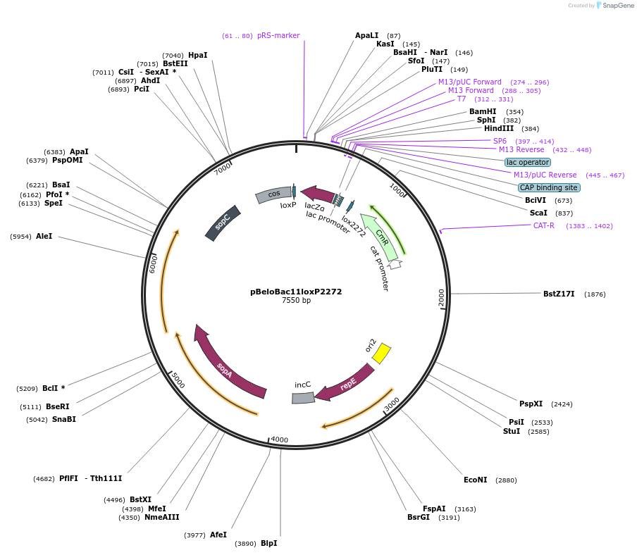 60342-plasmid-map-sequence-id-457353