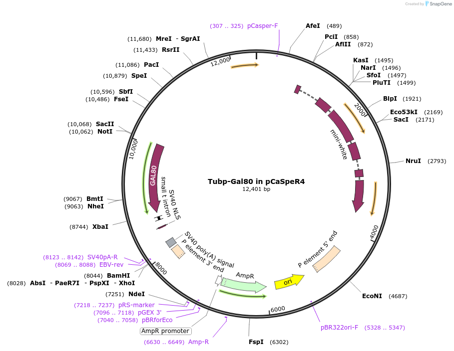17748-plasmid-map-sequence-id-457372