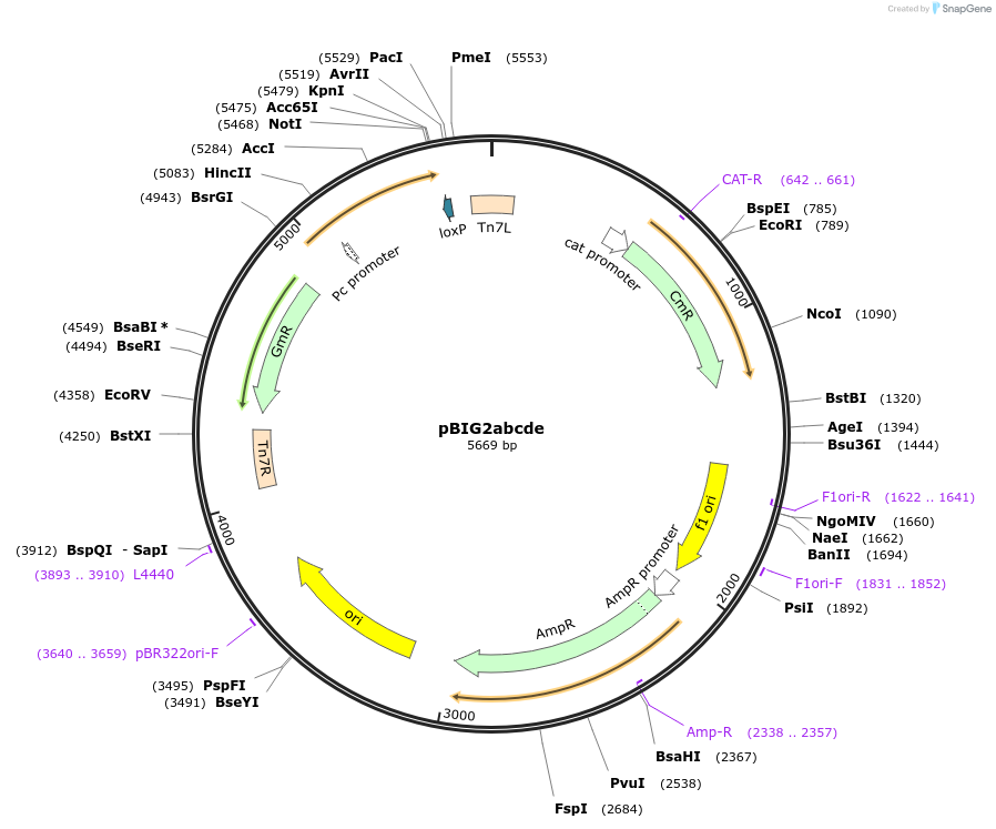 80619-plasmid-map-sequence-id-457380