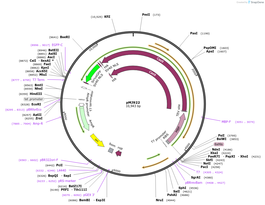 78312-plasmid-map-sequence-id-457381
