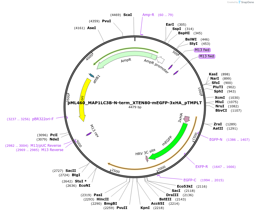 227901-plasmid-map-sequence-id-457382