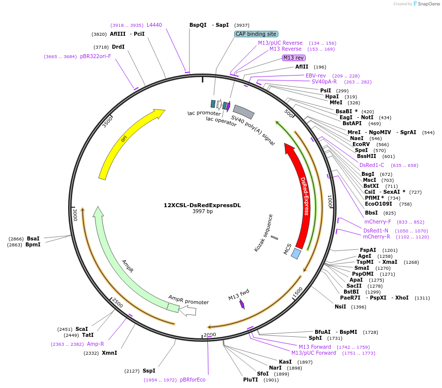 47683-plasmid-map-sequence-id-457418