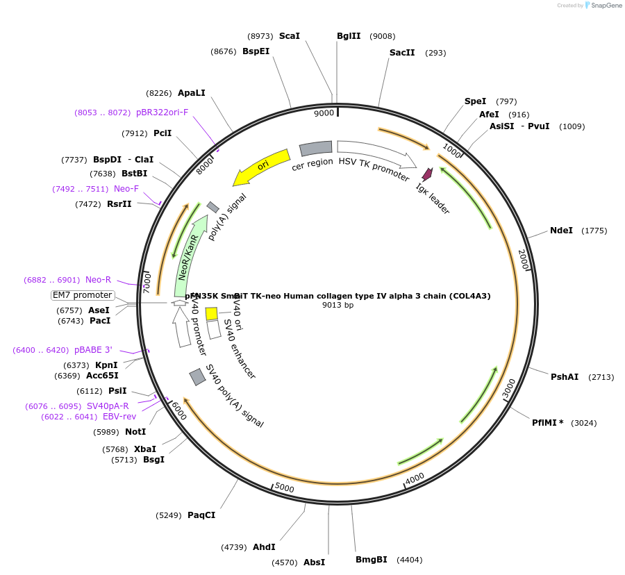 229767-plasmid-map-sequence-id-457423