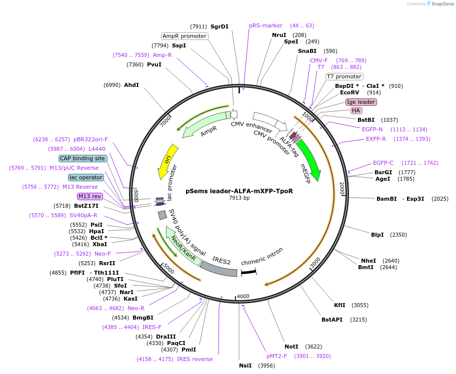 222945-plasmid-map-sequence-id-457424