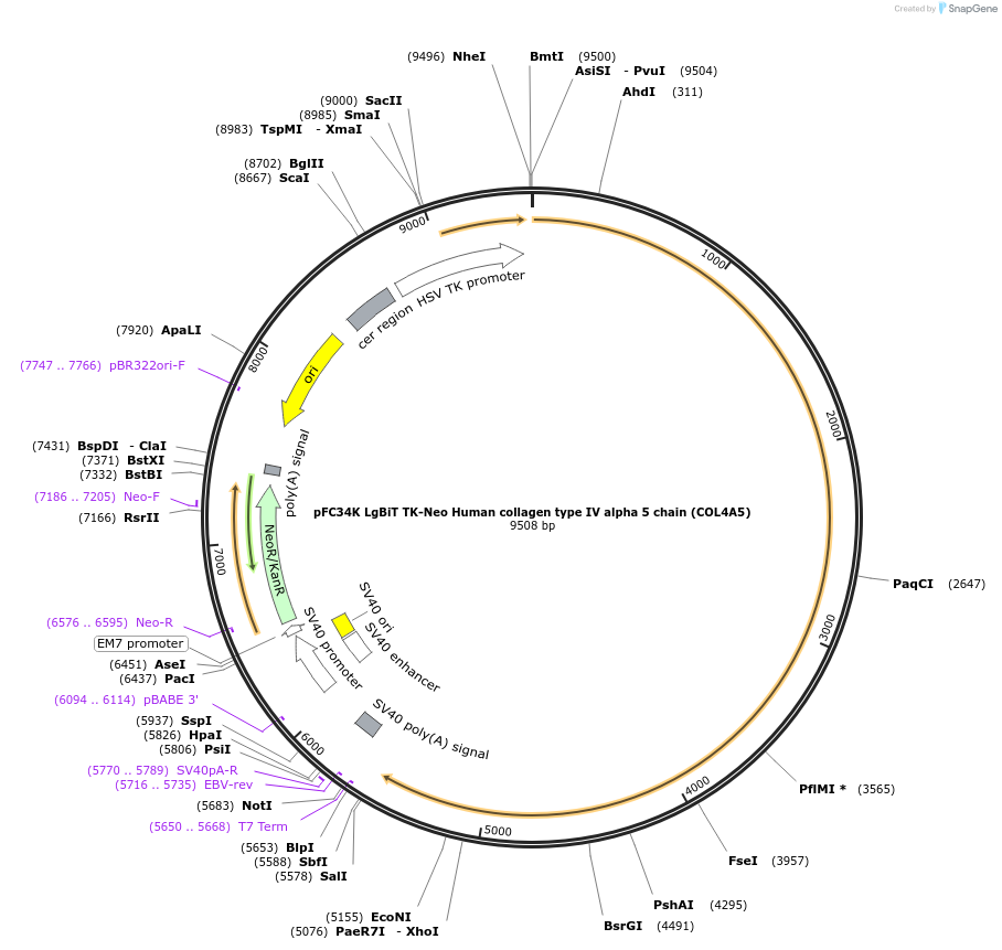 229770-plasmid-map-sequence-id-457425