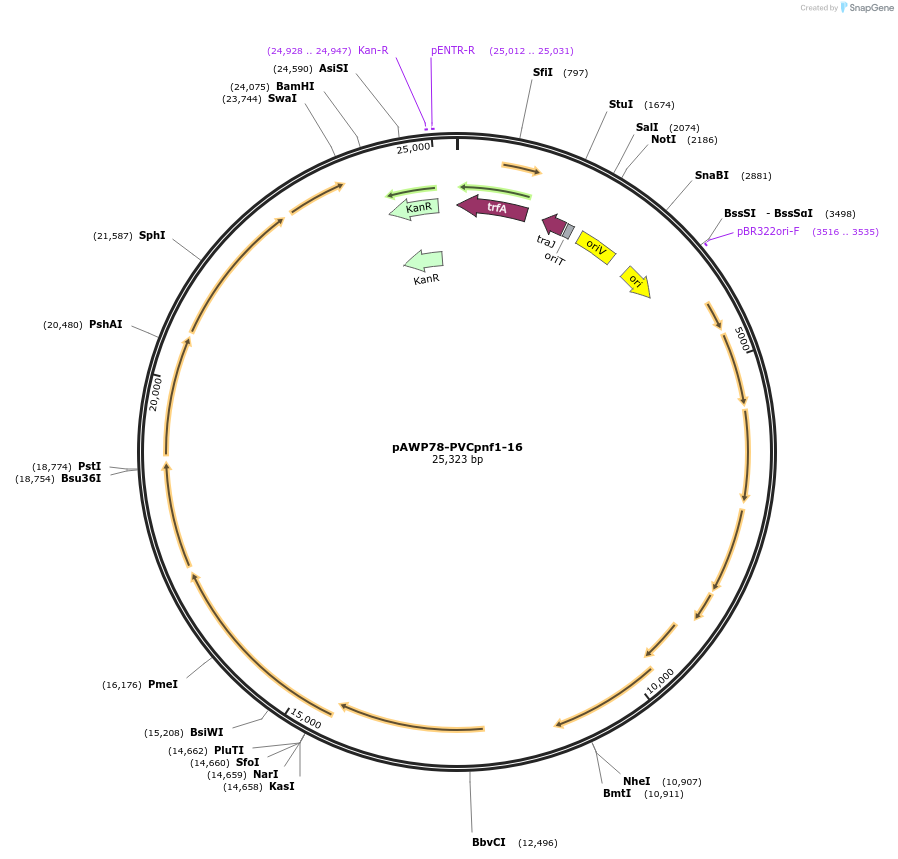198271-plasmid-map-sequence-id-457429