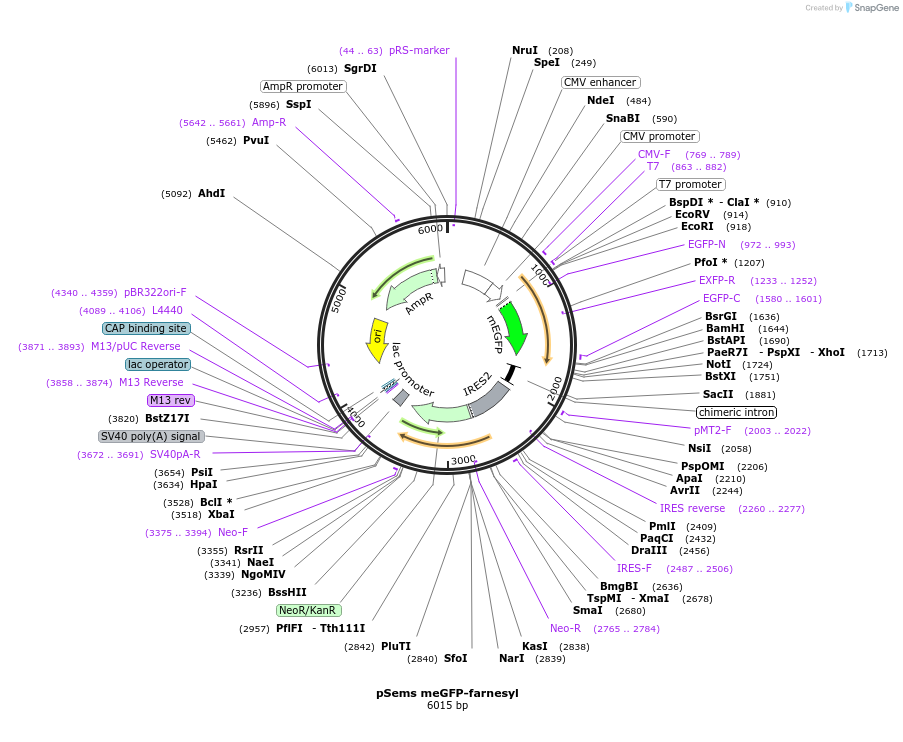 222949-plasmid-map-sequence-id-457433