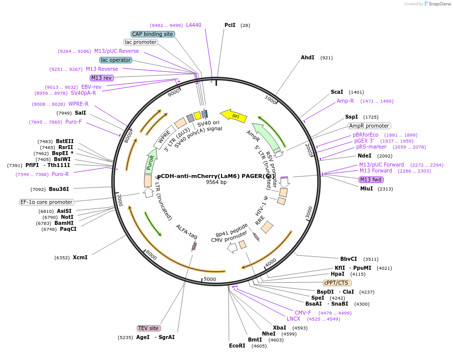 230018-plasmid-map-sequence-id-457437