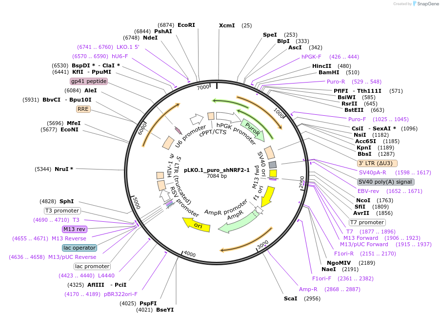 230086-plasmid-map-sequence-id-457438