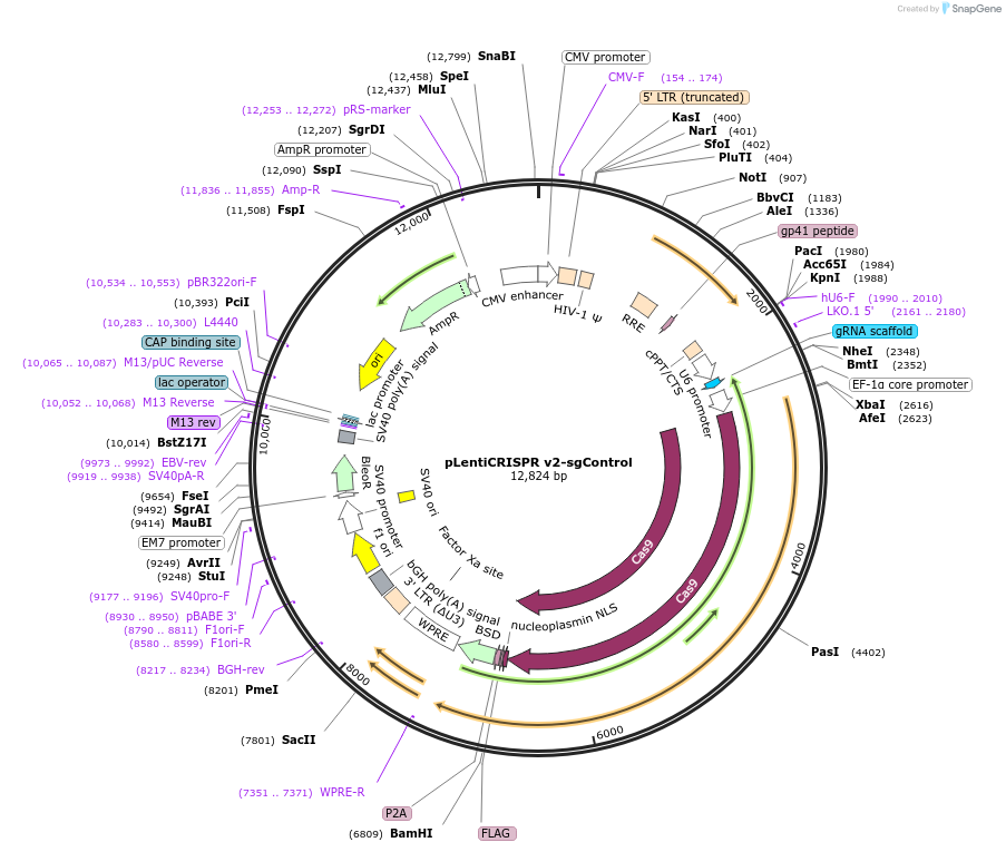 230080-plasmid-map-sequence-id-457439
