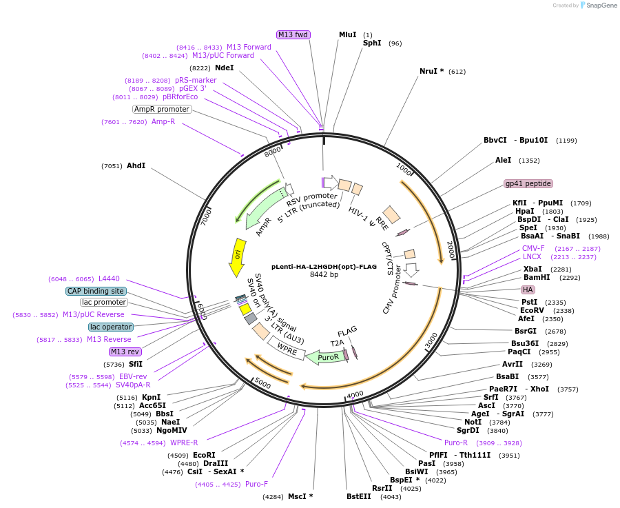 230089-plasmid-map-sequence-id-457440