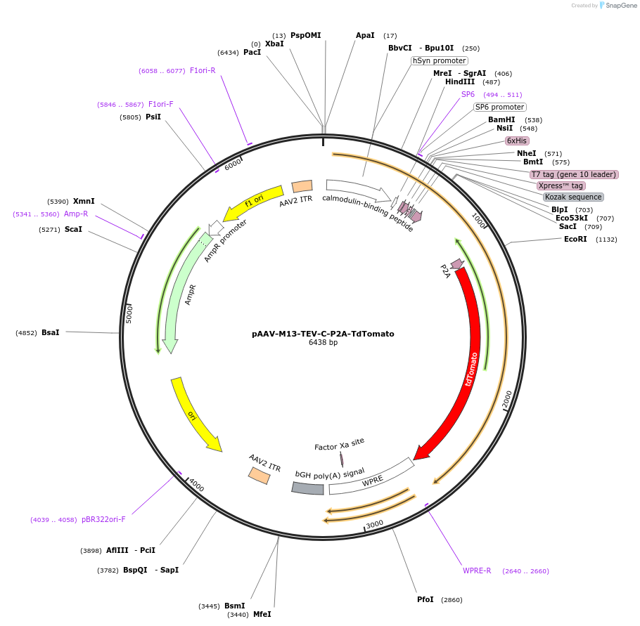 92391-plasmid-map-sequence-id-457461