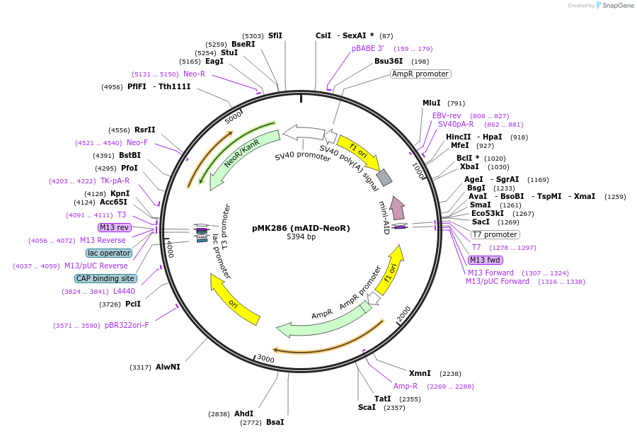 72824-plasmid-map-sequence-id-457462