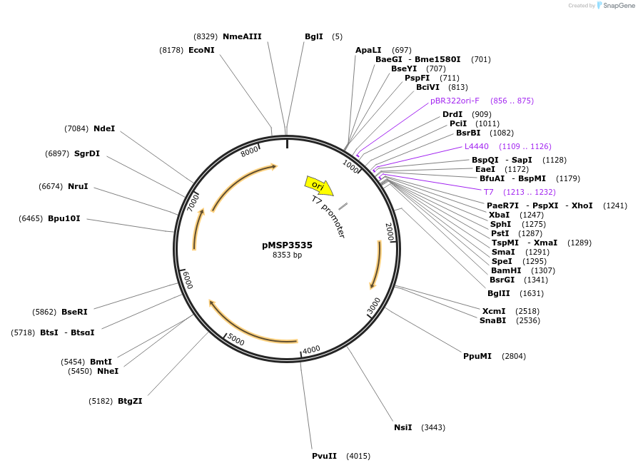 46886-plasmid-map-sequence-id-457466