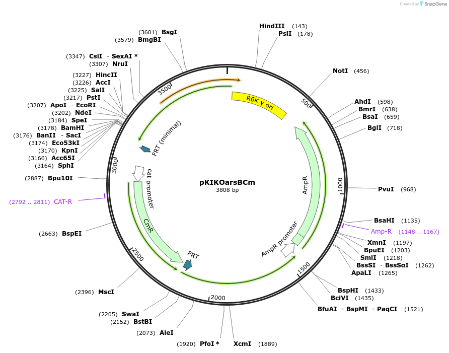 46763-plasmid-map-sequence-id-457467