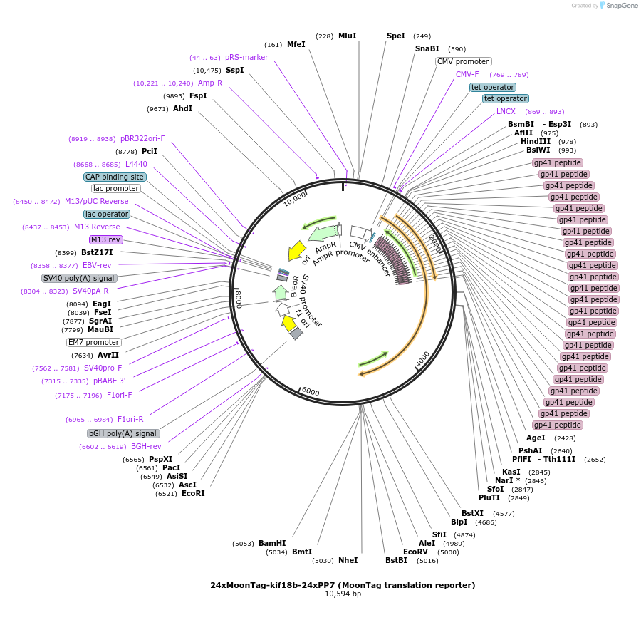128604-plasmid-map-sequence-id-457471