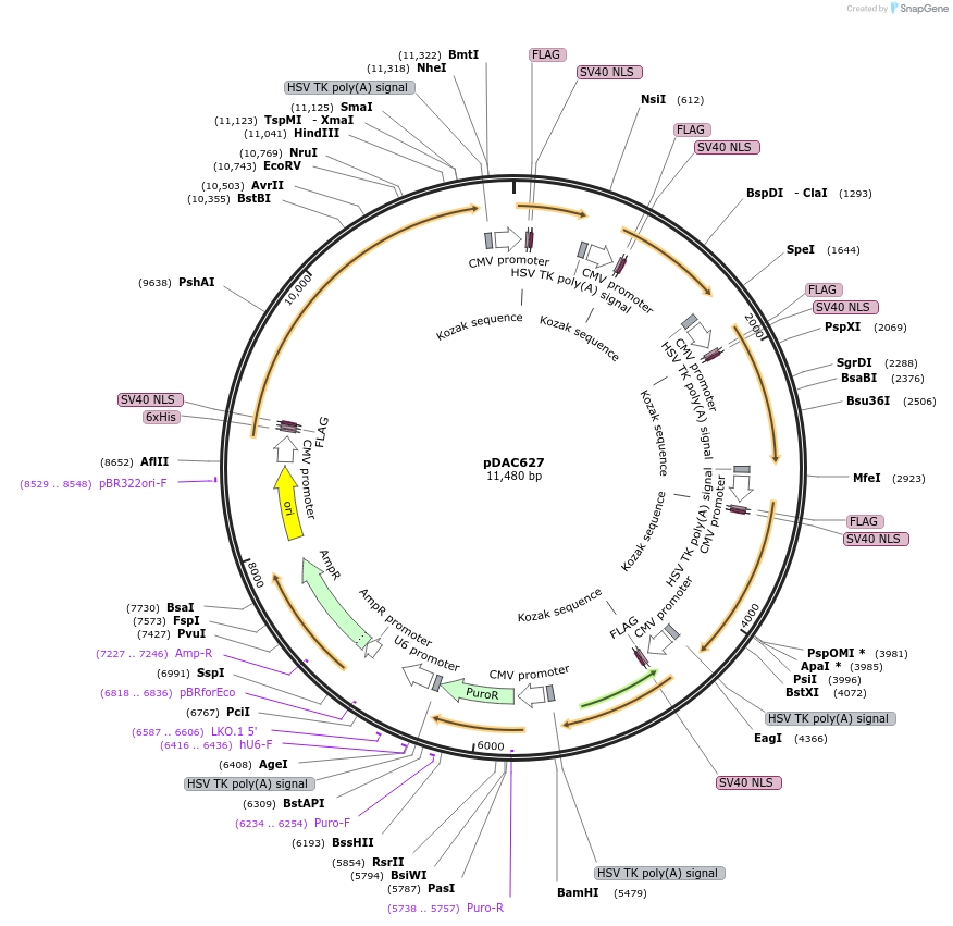 195240-plasmid-map-sequence-id-457484