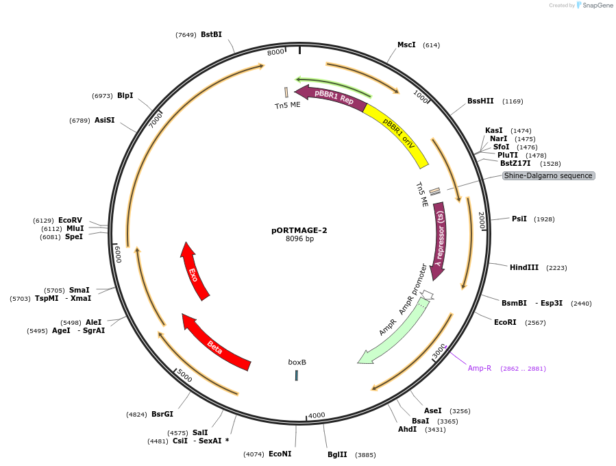 72677-plasmid-map-sequence-id-457485