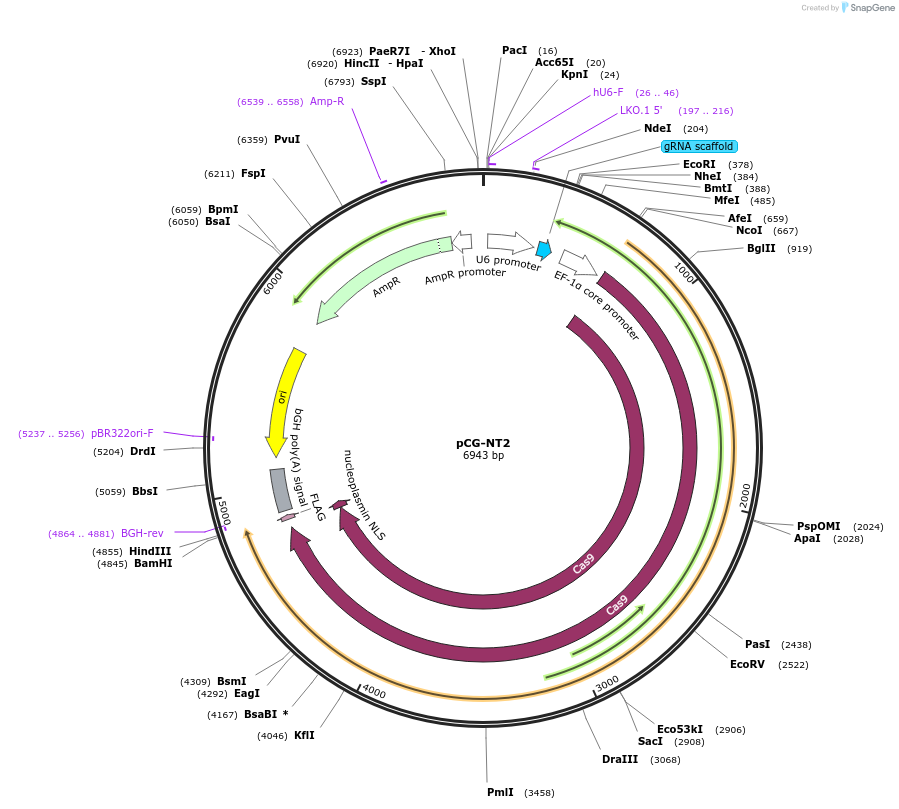 229848-plasmid-map-sequence-id-457513