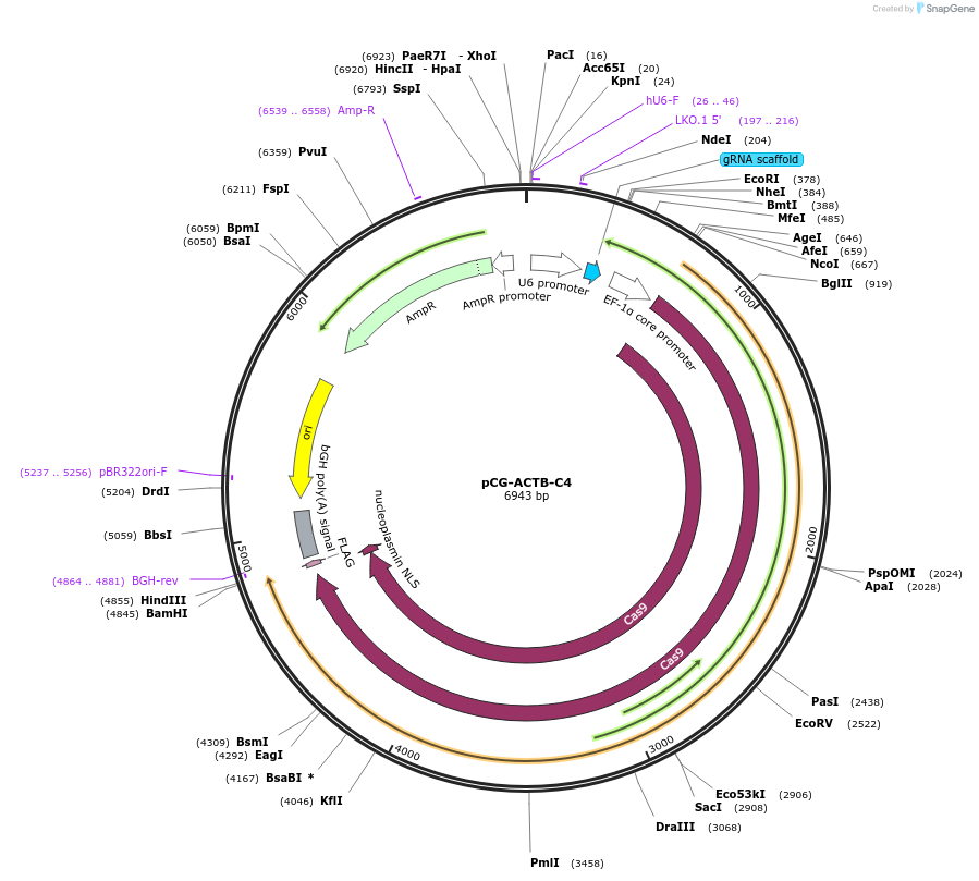 229846-plasmid-map-sequence-id-457514