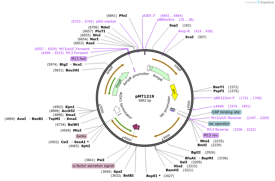228301-plasmid-map-sequence-id-457688