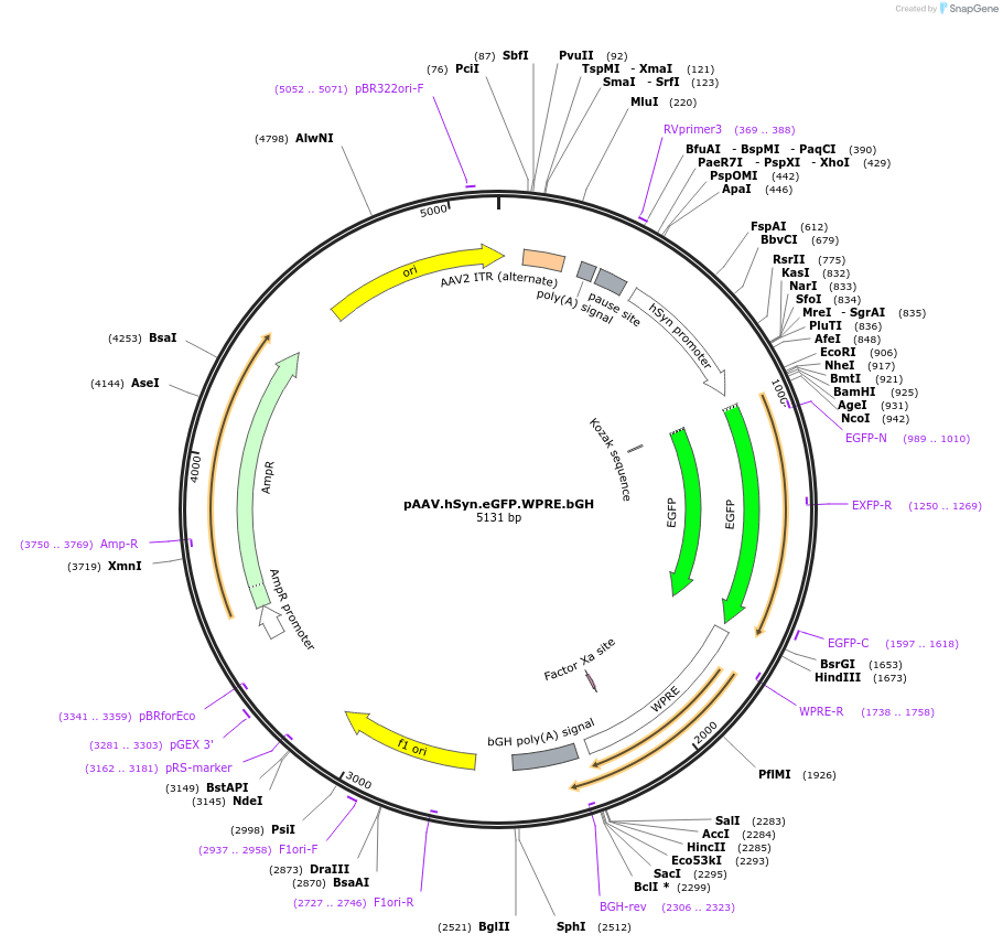 105539-plasmid-map-sequence-id-457689
