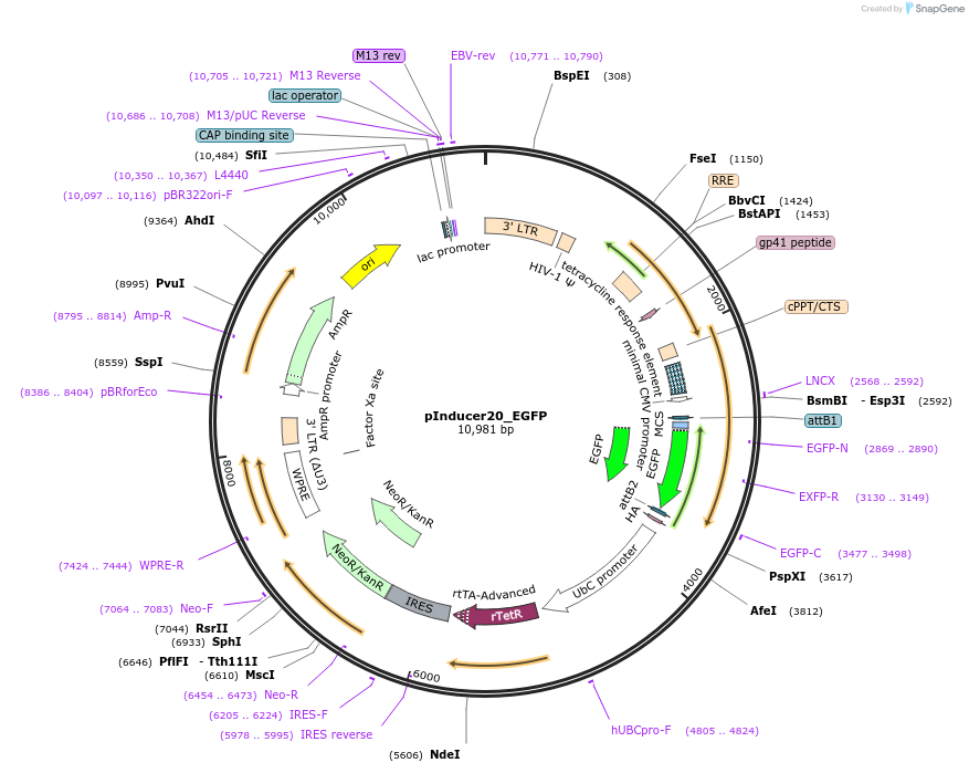 228878-plasmid-map-sequence-id-457754