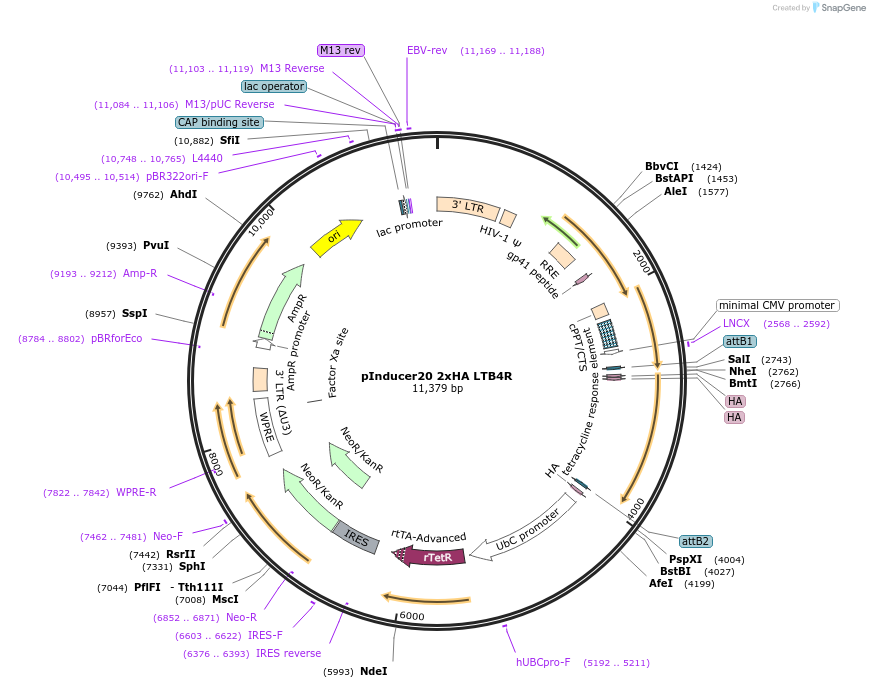 226810-plasmid-map-sequence-id-457769