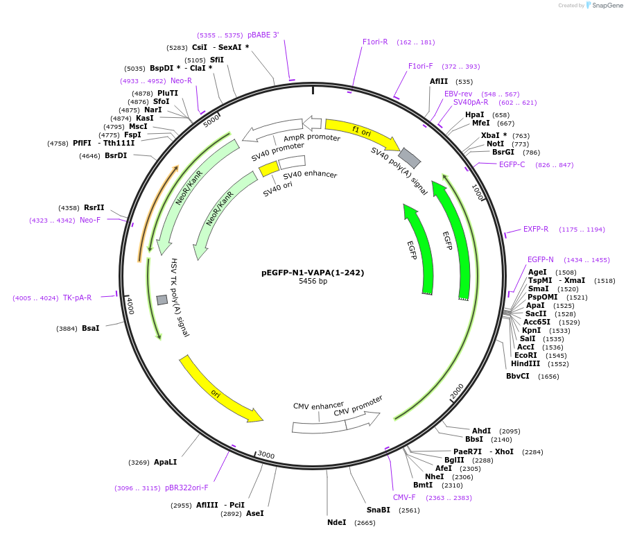 18874-plasmid-map-sequence-id-457777
