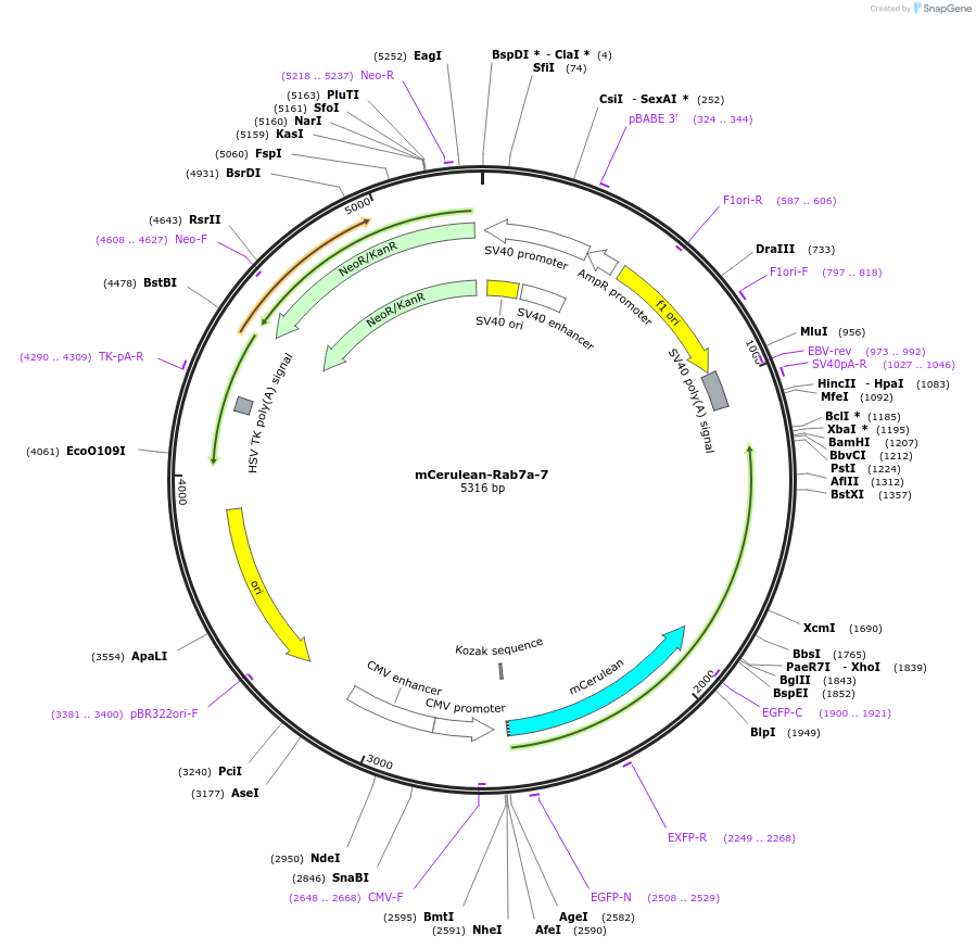 55389-plasmid-map-sequence-id-457779