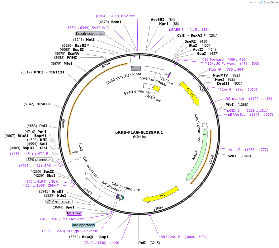 71855-plasmid-map-sequence-id-457780