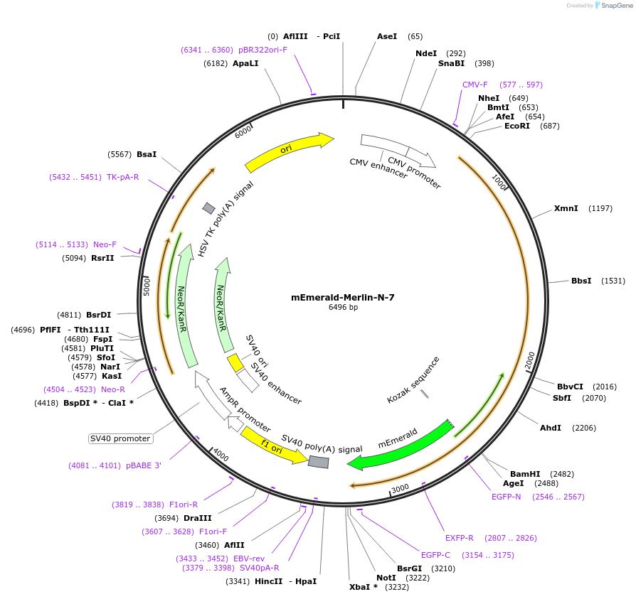 54180-plasmid-map-sequence-id-457783