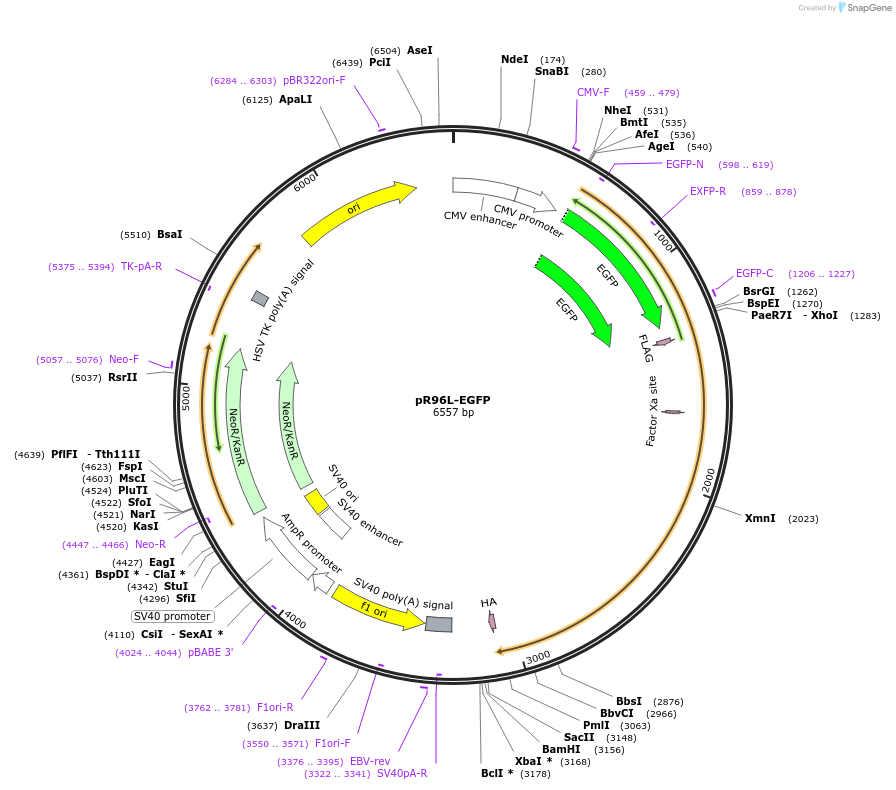 68846-plasmid-map-sequence-id-457800