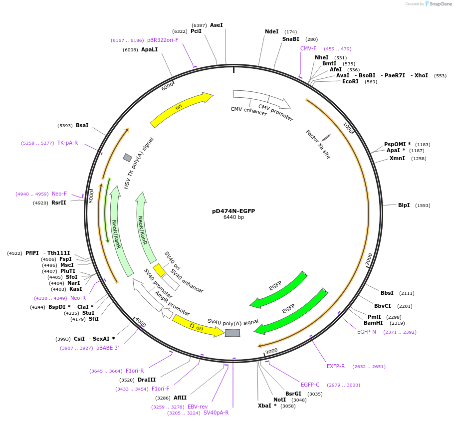 68847-plasmid-map-sequence-id-457802