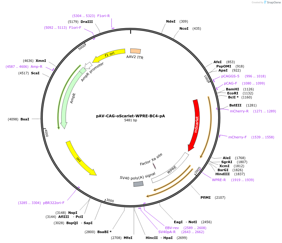 220768-plasmid-map-sequence-id-457823