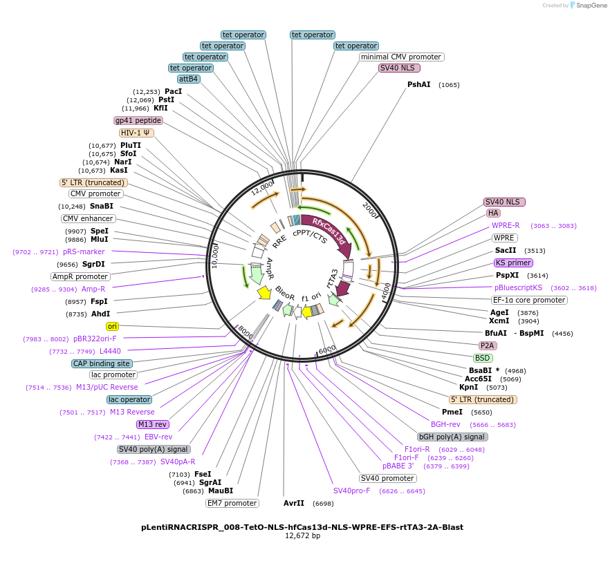 223173-plasmid-map-sequence-id-457833