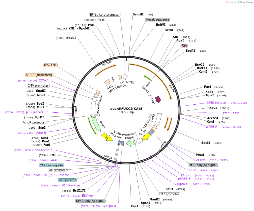 223176-plasmid-map-sequence-id-457834