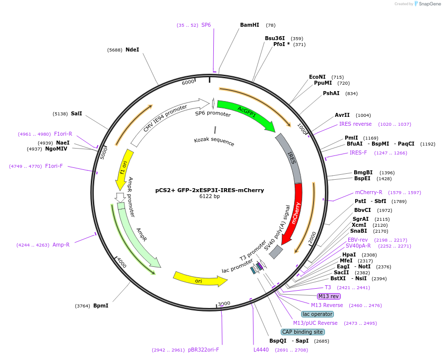230996-plasmid-map-sequence-id-457945
