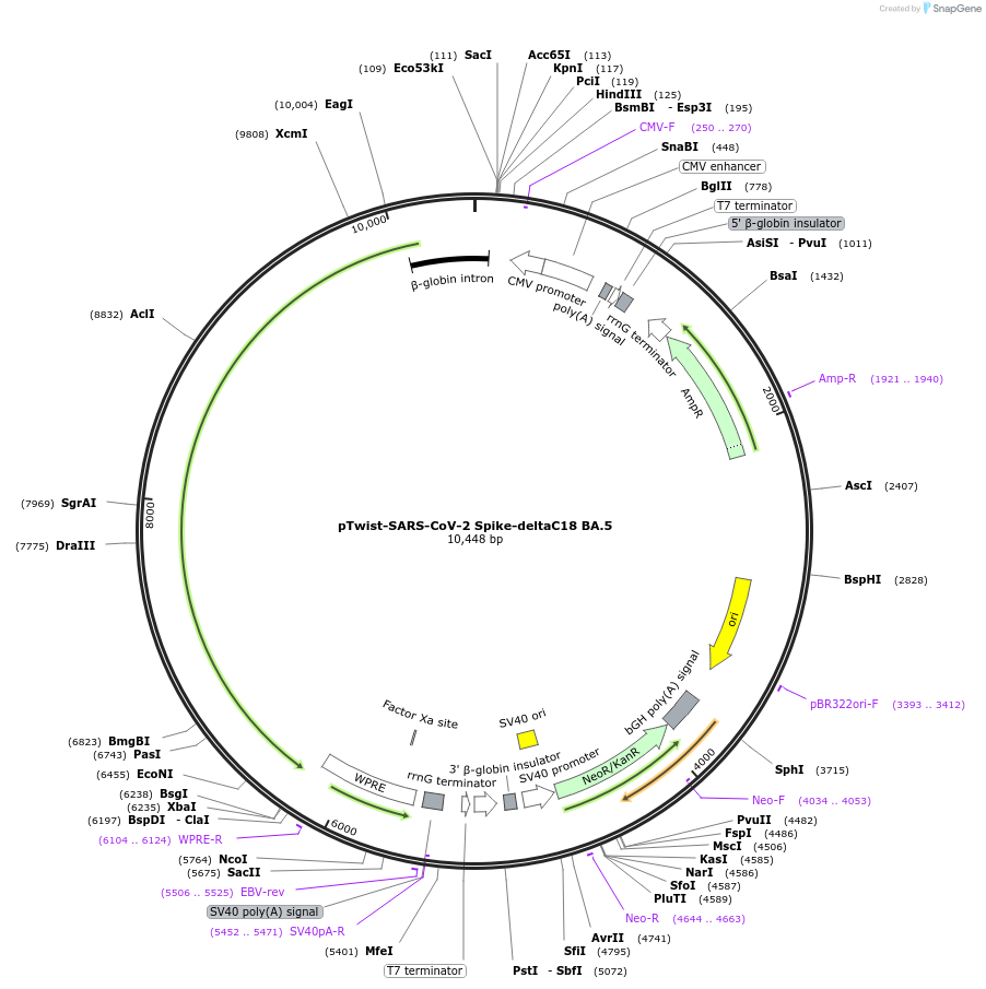 212505-plasmid-map-sequence-id-457965
