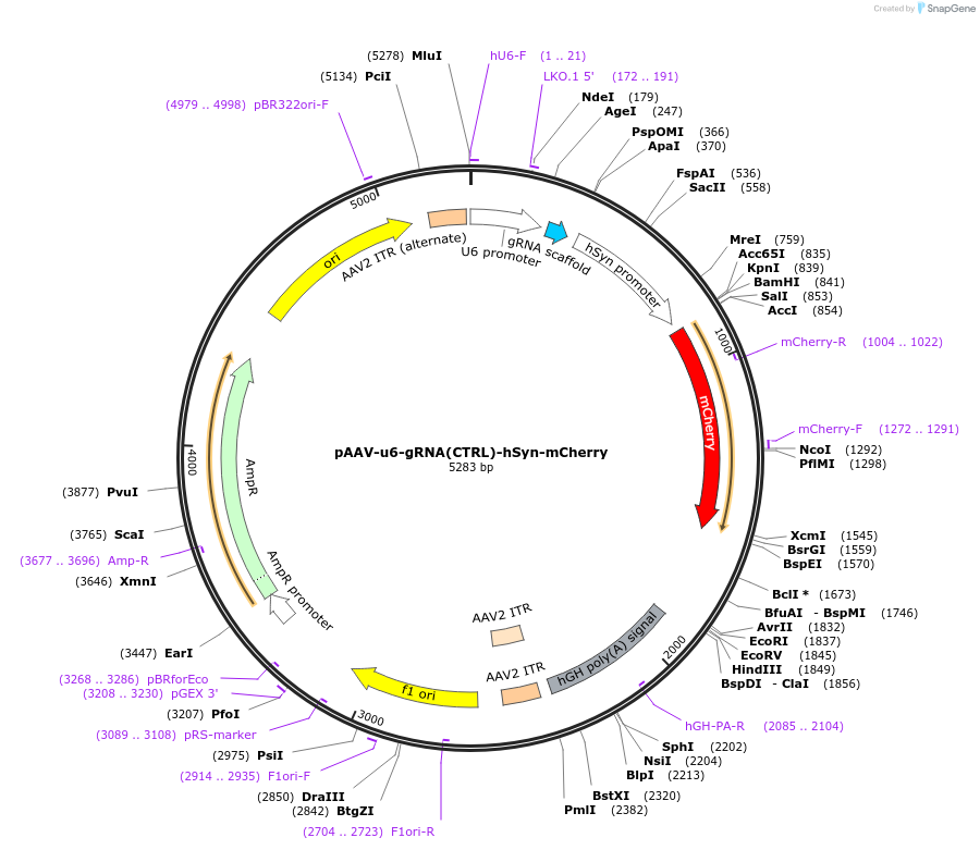 231405-plasmid-map-sequence-id-457988