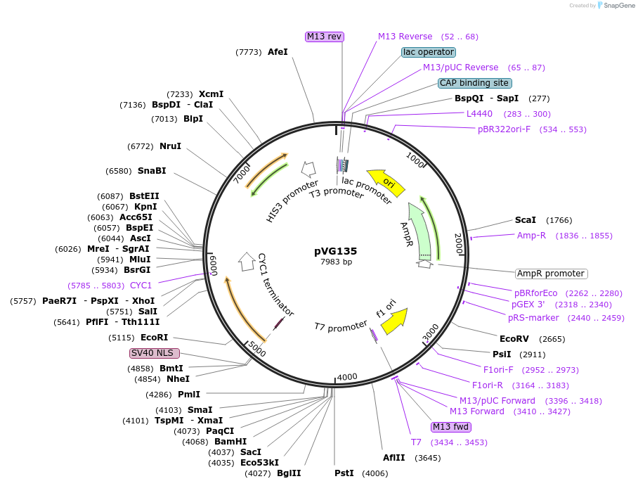 227749-plasmid-map-sequence-id-458022