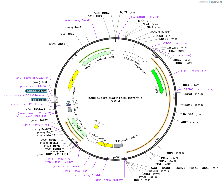 225447-plasmid-map-sequence-id-458067