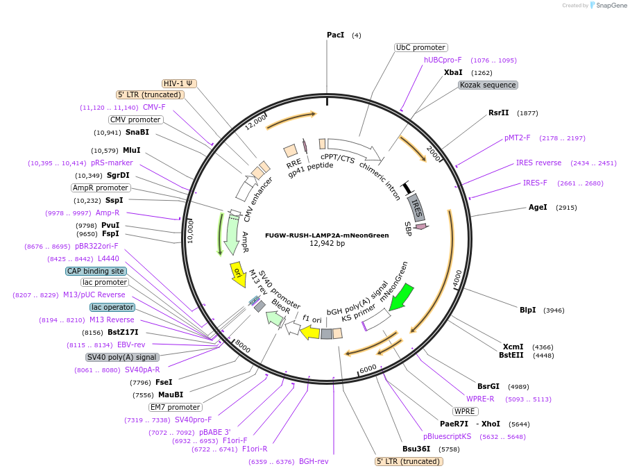 228525-plasmid-map-sequence-id-458073