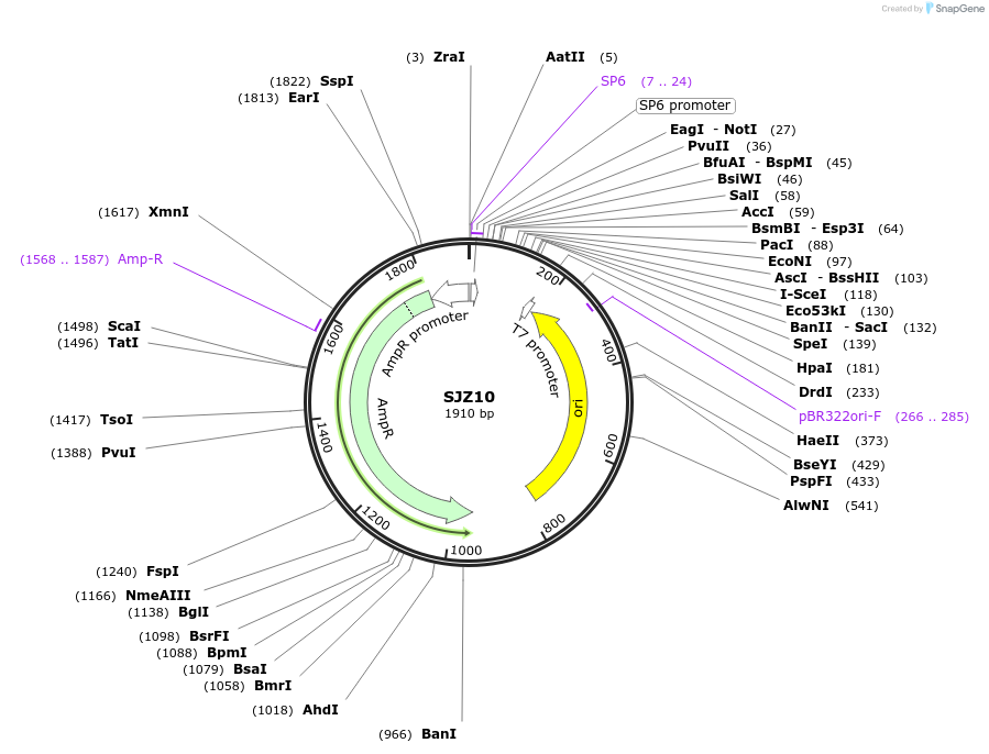 228270-plasmid-map-sequence-id-458087