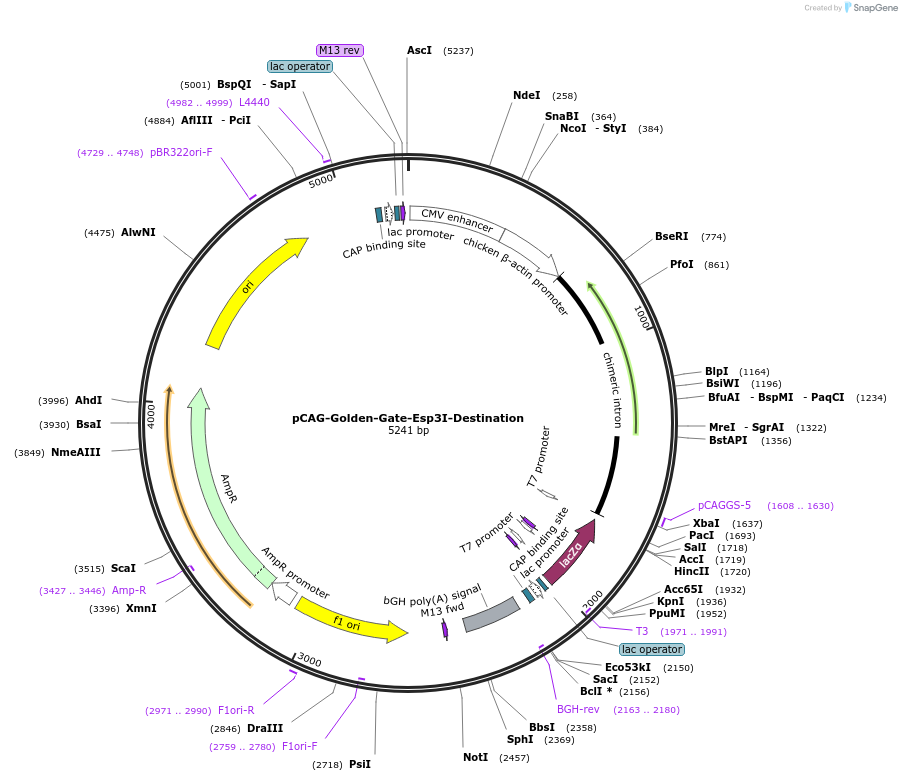 51278-plasmid-map-sequence-id-458091