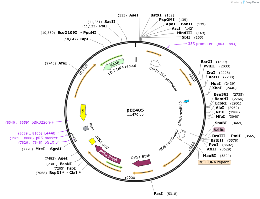 231158-plasmid-map-sequence-id-458092