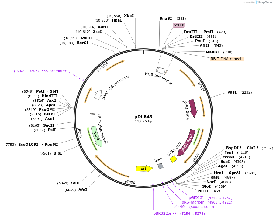 231164-plasmid-map-sequence-id-458106